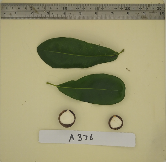 Image of leaf and nut