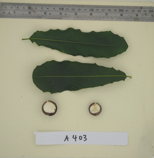 Image of leaf and nut